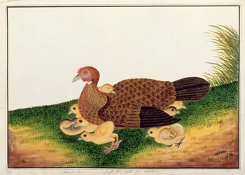 Jangle Hen com suas galinhas, de desenhos de aves de Malaca, c.1805-18 (wc no papel)